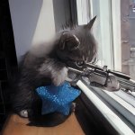 Sniper kitten