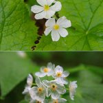 Skeleton flower