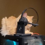 Orange tech support cat on computer