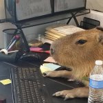 Capivara no computador