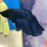 Prince the Betta meme