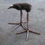 DAAAAAYYYUM Pukeko Bird