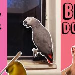 Suck Bird