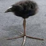 Tripod Bird