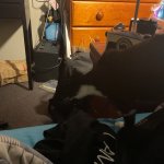 Two cats template