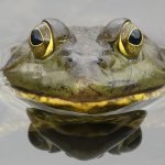 frog