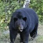 CNN report polar bear
