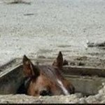 Peeking Horse