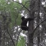 Bear Falling GIF Template