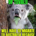 Tuvalu Becomes First Country To Relocate An Entire Nation Due To Climate Change | ENTIRE POPULATION
OF TUVALU; WILL HAVE TO MIGRATE
TO AUSTRALIA BECAUSE
OF CLIMATE CHANGE | image tagged in shocked koala,pacific,climate change,environment,disaster,australia | made w/ Imgflip meme maker