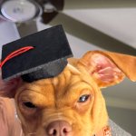 Smart dog
