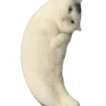 Mooncat