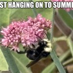Teacher Memes | JUST HANGING ON TO SUMMER. | image tagged in teacher memes | made w/ Imgflip meme maker