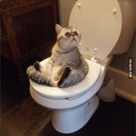 Cat on toilet