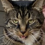 Buddy the Cat