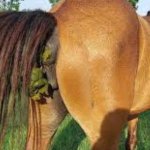 Happy Horseshit