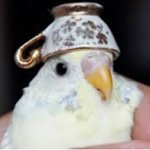Birb template