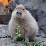 capybara 32nd of every month GIF Template