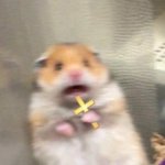 hamster fear