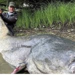 Man and his catfish