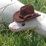 White Snake Cowboy meme