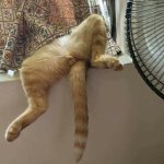 OnlyCats