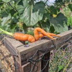 Sexy Carrot