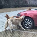 dogs destroying car