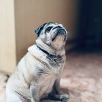 Pug Awaits