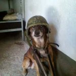 Doggo Soldat