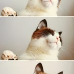 Attention cat