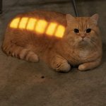 Fully charged cat