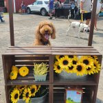 Impending Doom Dog