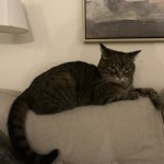 Sassy cat meme