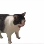 screaming cat why is it