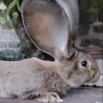 Rabbit ears