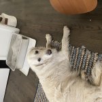 Unsurprised dog