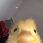 Duck Stare
