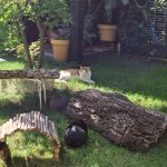 guinea impostor