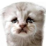 sad cat GIF Template