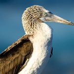 ugly blue feet bird