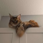 Angry Cat