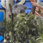 Koala Masterbation