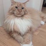 important cat
