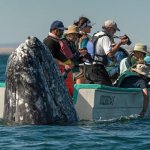 Whale with boat