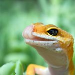 Lizard