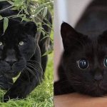 Panther and cat