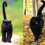 Panther and cat