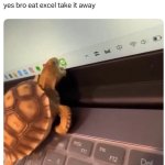 turtle eats it