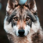 wolf